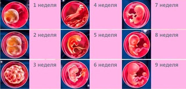 Развитие ребенка